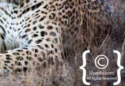 Kruger Park Leopard Photo Gallery