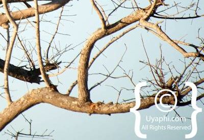 Kruger Park Leopard Photo Gallery