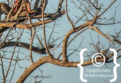 Kruger Park Leopard Photo Gallery