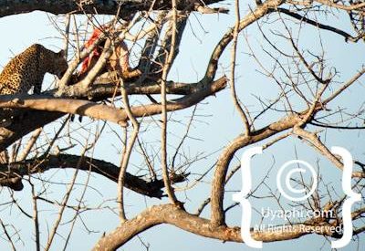 Kruger Park Leopard Photo Gallery