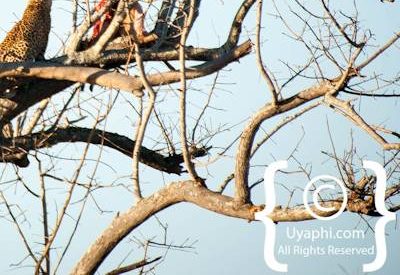 Kruger Park Leopard Photo Gallery