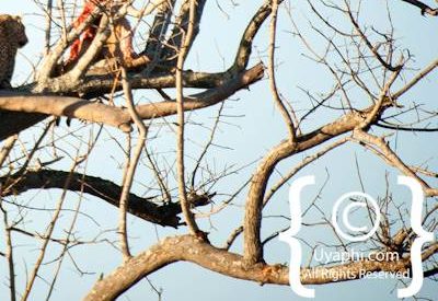 Kruger Park Leopard Photo Gallery