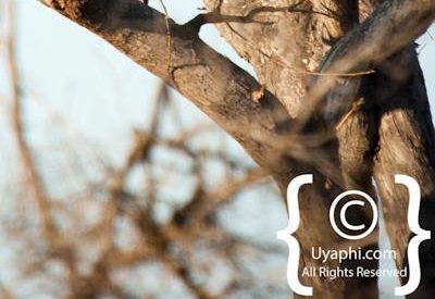 Leopard Photos in the Kruger