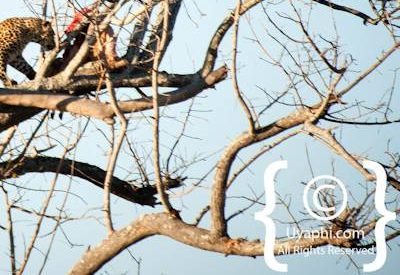 Leopard Photos in the Kruger