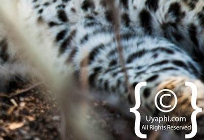 Kruger Park Leopard Photo Gallery