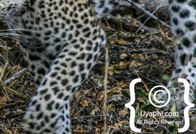 Leopard Photos in the Kruger