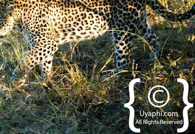 Leopard Photos in the Kruger
