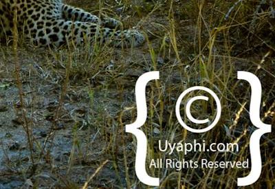 Leopard Photos in the Kruger