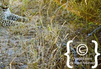 Leopard Photos in the Kruger