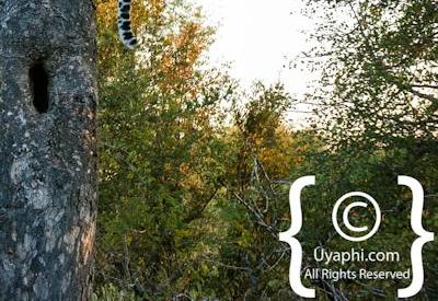 Leopard Photos in the Kruger