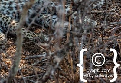 Kruger Park Leopard Photo Gallery