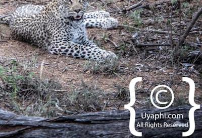 Leopard Photos in the Kruger
