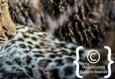 Kruger Park Leopard Photo Gallery