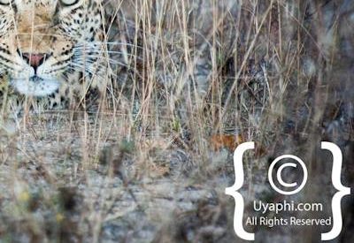 Kruger Park Leopard Photo Gallery