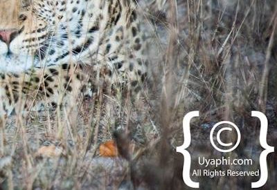Kruger Park Leopard Photo Gallery