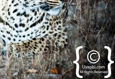 Kruger Park Leopard Photo Gallery