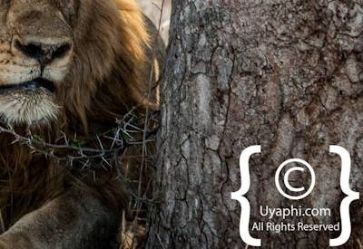 Kruger Park Lion Photo Gallery