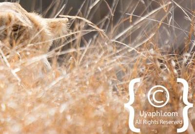 Kruger Park Lion Photo Gallery