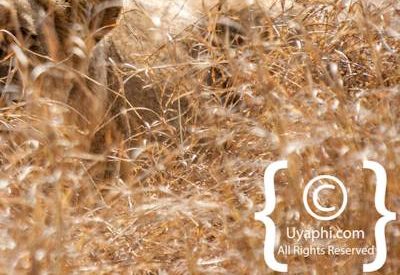 Kruger Park Lion Photo Gallery