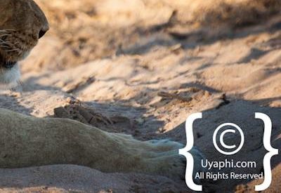 Kruger Park Lion Photo Gallery
