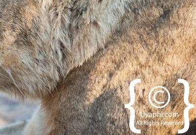 Kruger Park Lion Photo Gallery