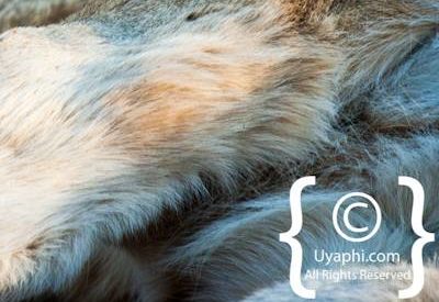 Kruger Park Lion Photo Gallery