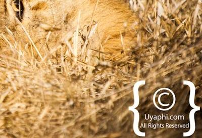 Kruger Park Lion Photo Gallery