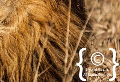 Kruger Park Lion Photo Gallery