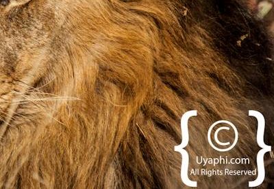 Lion Photos in the Kruger