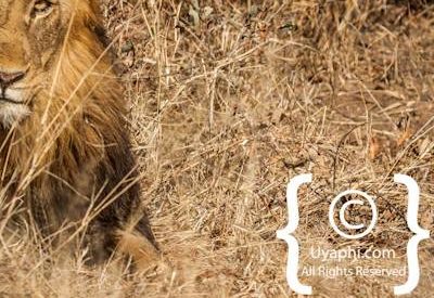 Lion Photos in the Kruger
