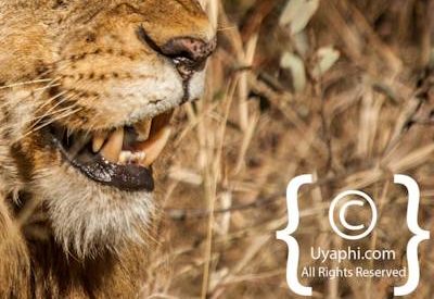 Lion Photos in the Kruger