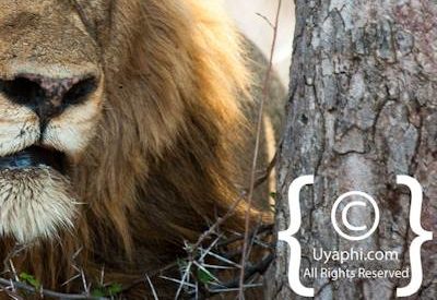 Kruger Park Lion Photo Gallery