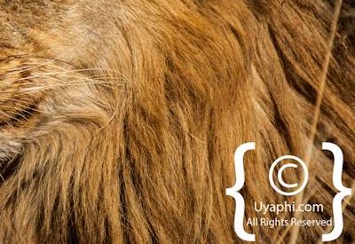 Lion Photos in the Kruger