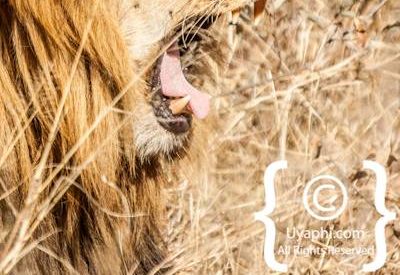 Lion Photos in the Kruger