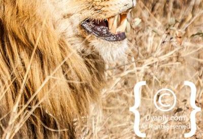 Lion Photos in the Kruger