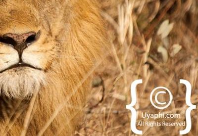 Lion Photos in the Kruger