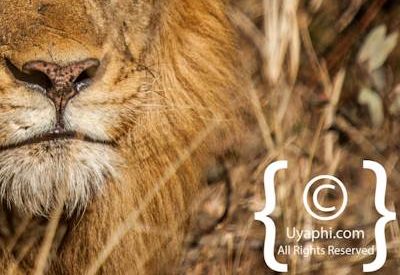 Lion Photos in the Kruger