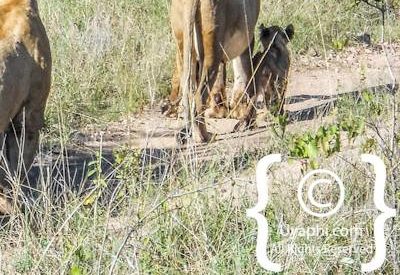 Lion Photos in the Kruger