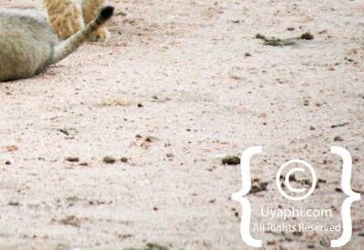 Lion Photos in the Kruger