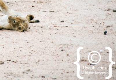 Lion Photos in the Kruger