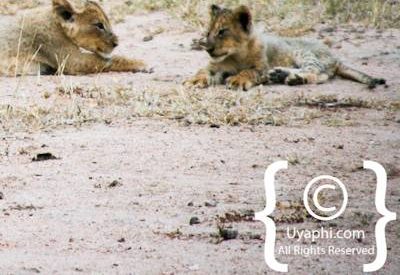 Lion Photos in the Kruger