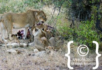 Lion Photos in the Kruger