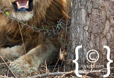 Kruger Park Lion Photo Gallery