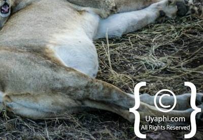 Lion Photos in the Kruger