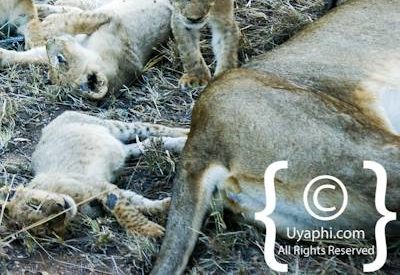Lion Photos in the Kruger
