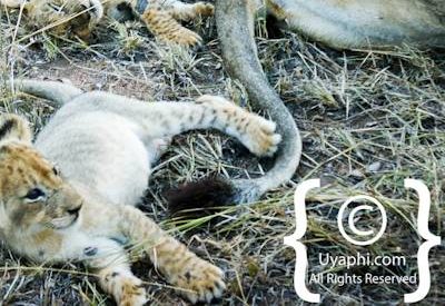 Lion Photos in the Kruger