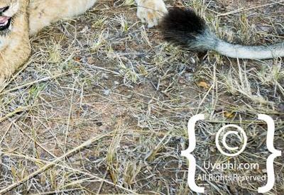 Lion Photos in the Kruger