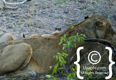 Lion Photos in the Kruger