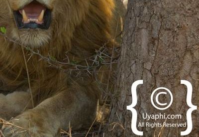 Kruger Park Lion Photo Gallery