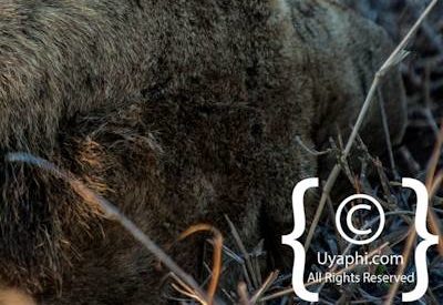 Kruger Park Lion Photo Gallery